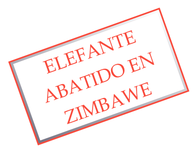 ELEFANTE ABATIDO EN ZIMBAWE